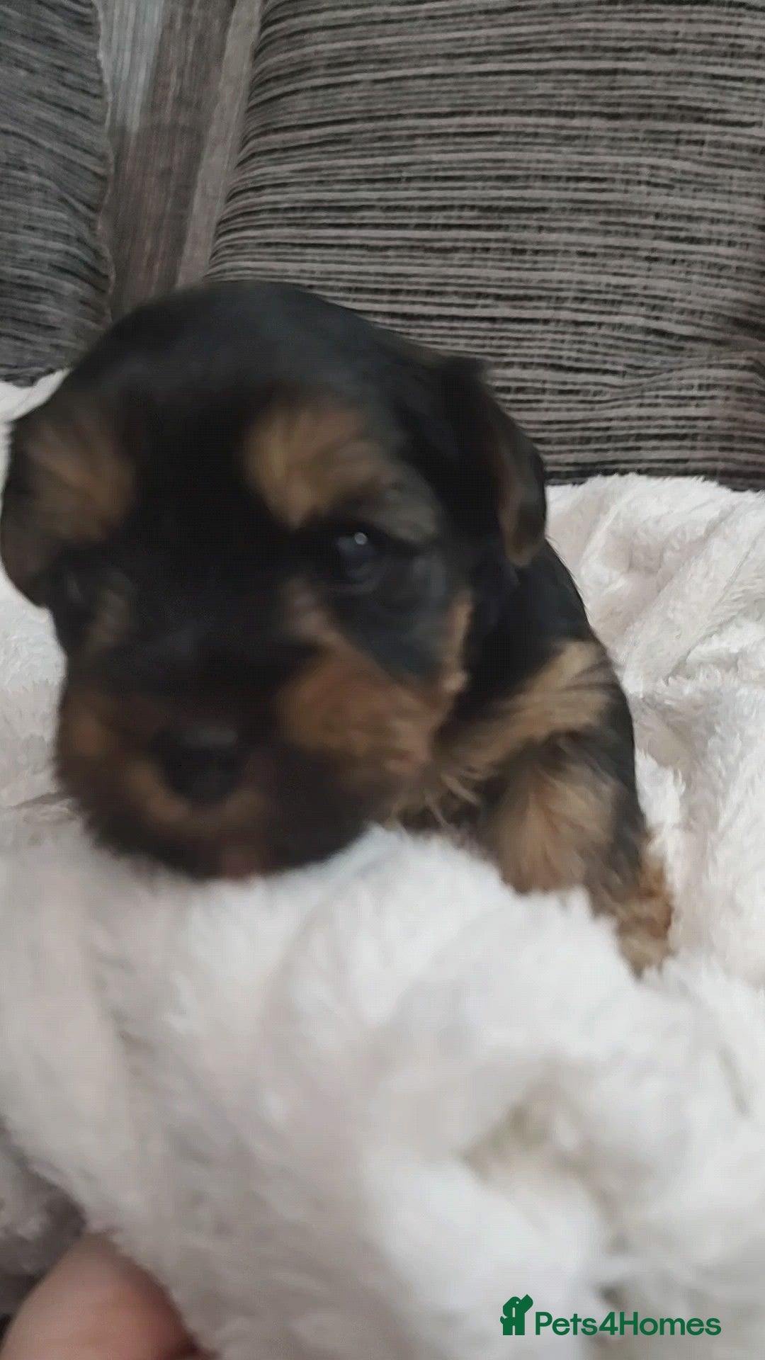 Yorkshire Terrier dogs for sale: Adorable Mini Yorkshire Terrier Puppies - Advert 10