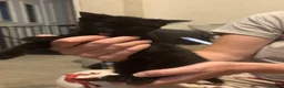 Mixed Breed cats for sale: 4 beautiful kittens for sale  - Advert 6