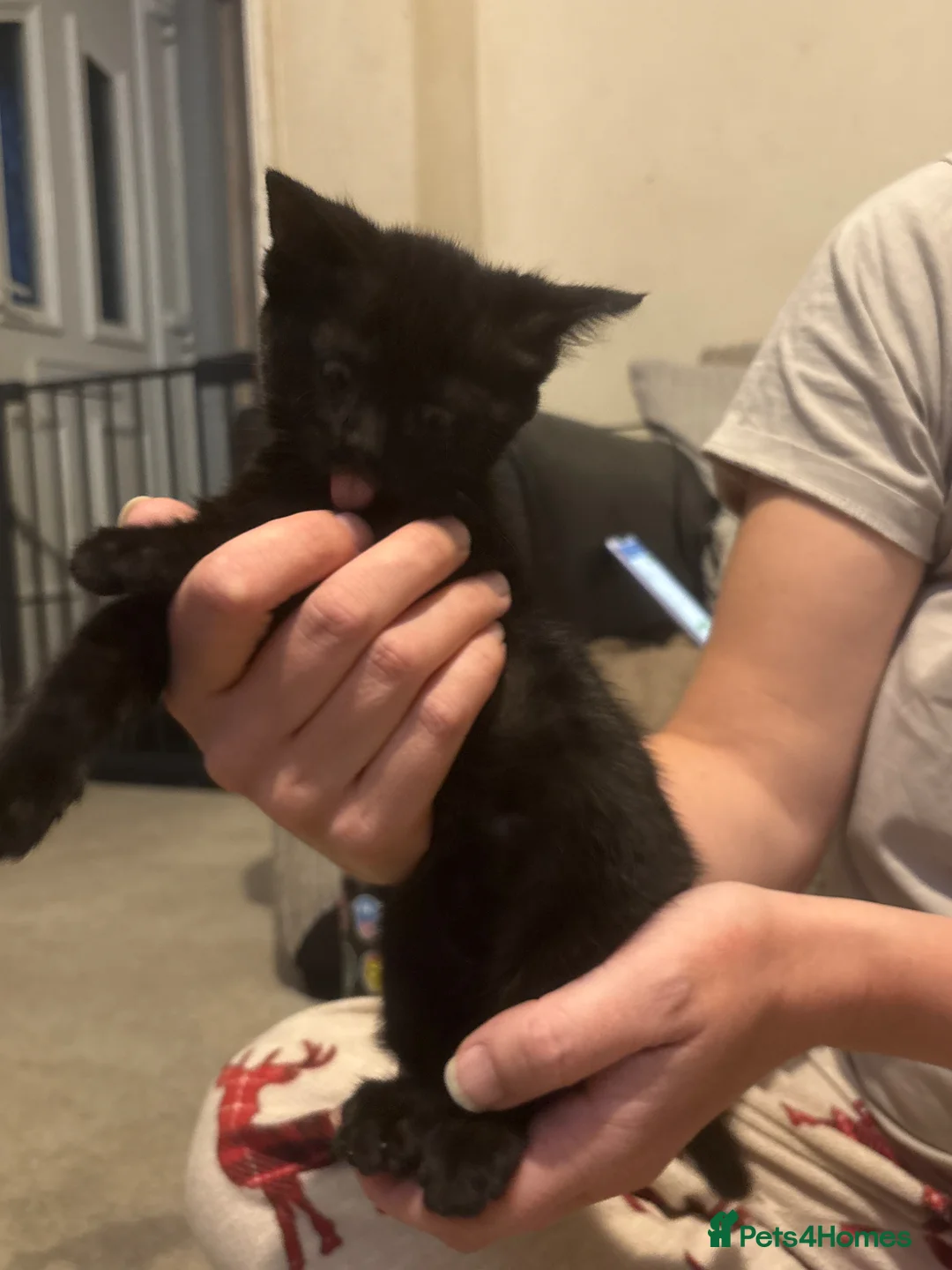 Mixed Breed cats for sale: 4 beautiful kittens for sale  - Advert 6