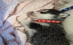 Pomsky dogs for sale: F4 beautiful puppy pomskie blue eyes - Image 21