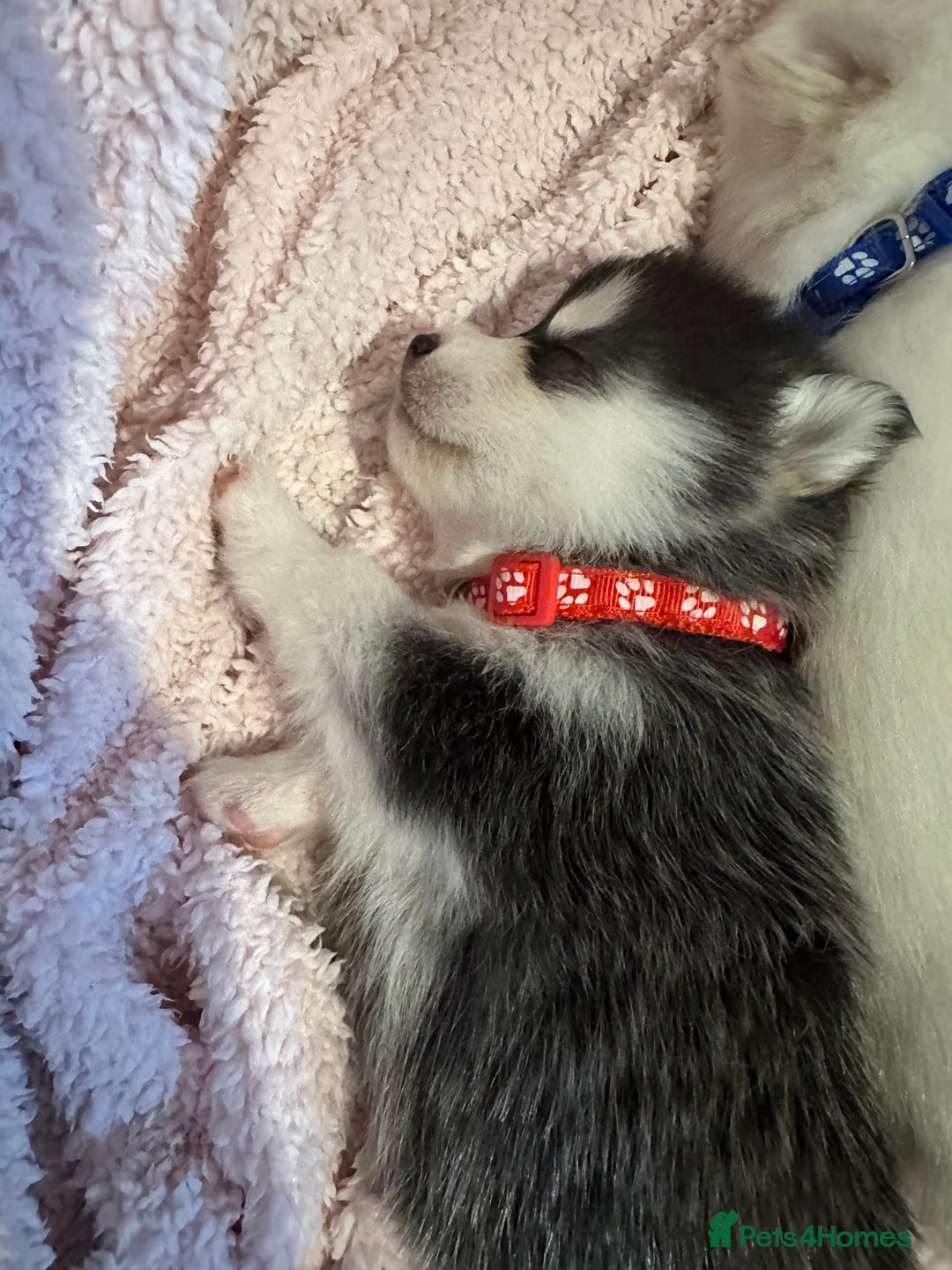 Pomsky dogs for sale: F4 beautiful puppy pomskie blue eyes - Image 21