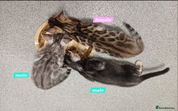 Mixed Breed cats for sale: Bengal beauties - Image 3