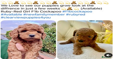 Cockapoo dogs - Advert 4
