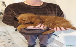 Cockapoo dogs for sale: 🐾 REDUCED Gorgeous Cockapoo Puppies Ready now 🐾  - Image 1