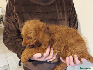 Cockapoo dogs - Advert 5