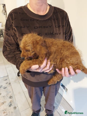 Cockapoo dogs - Advert 13