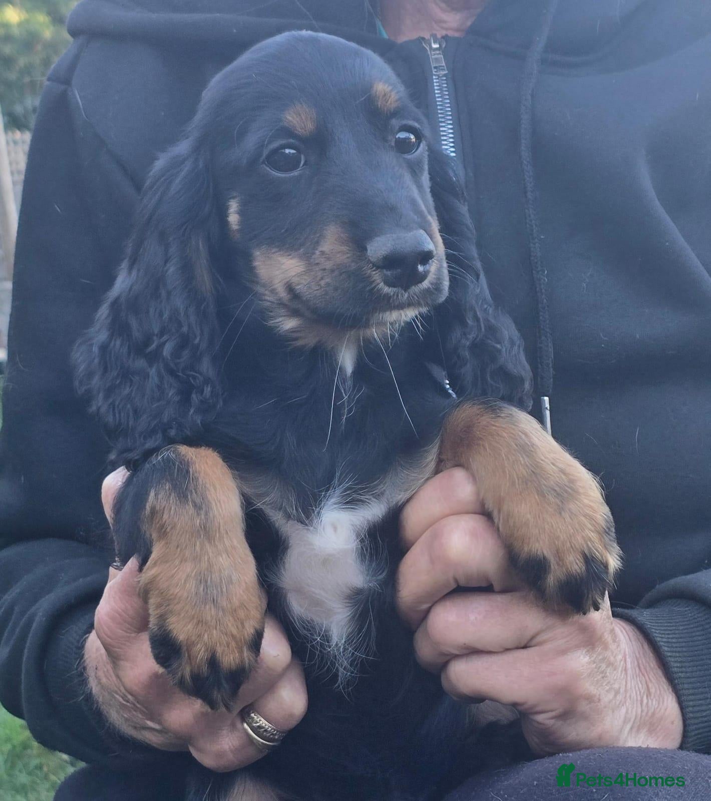 Cocker Spaniel dogs Show Cocker Spaniel Cross Puppies Homebred - Advert 1