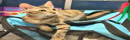Mixed Breed cats for adoption: Saffy and Cassie: the cutest duo of troublemakers - Advert 6