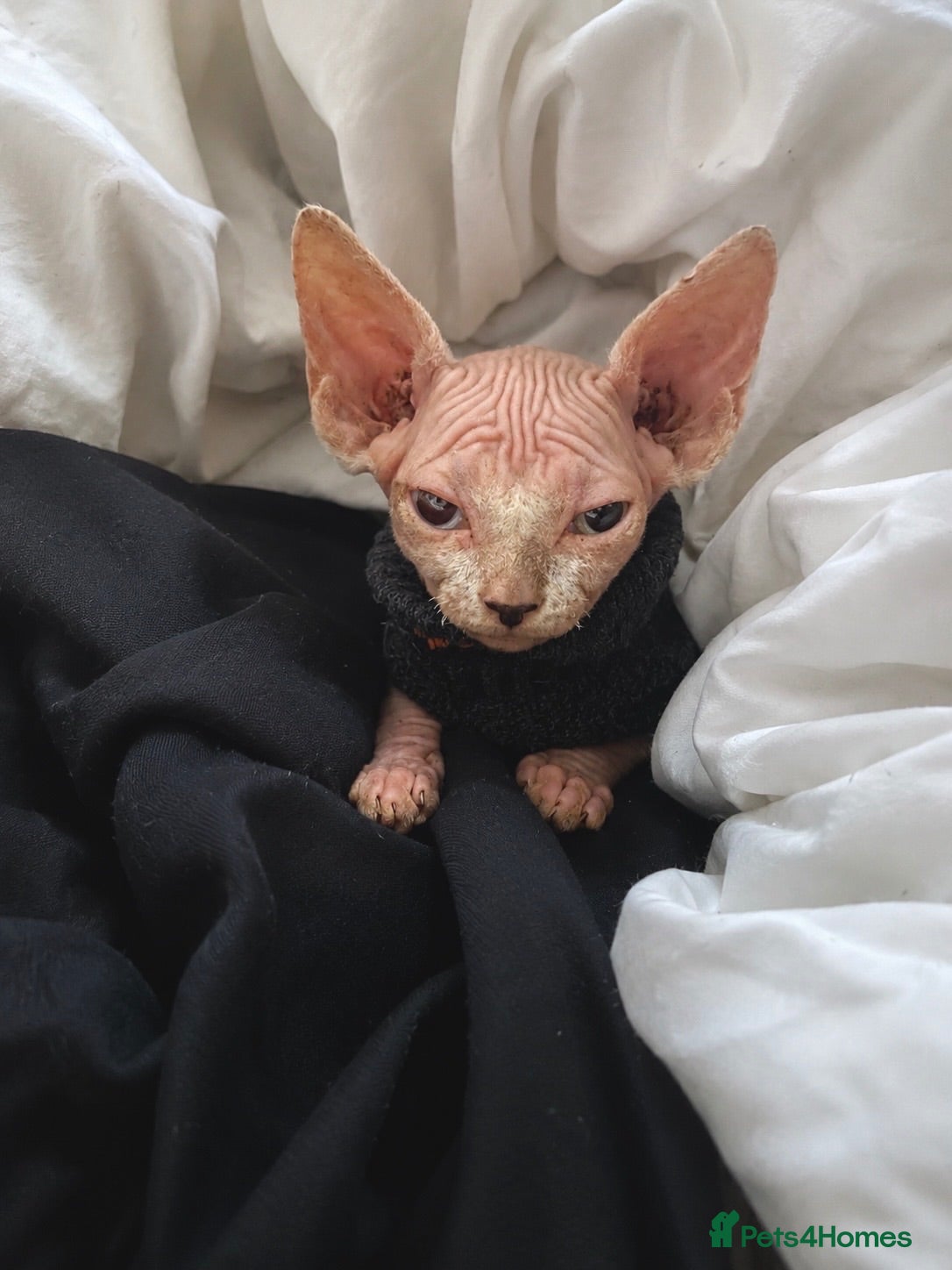 Sphynx cats Beautiful odd-eyed sphynx  - Advert 2