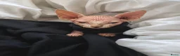 Sphynx cats for sale: Beautiful odd-eyed sphynx  in Manchester - Advert 1