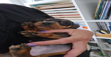 Miniature Dachshund dogs - Advert 7