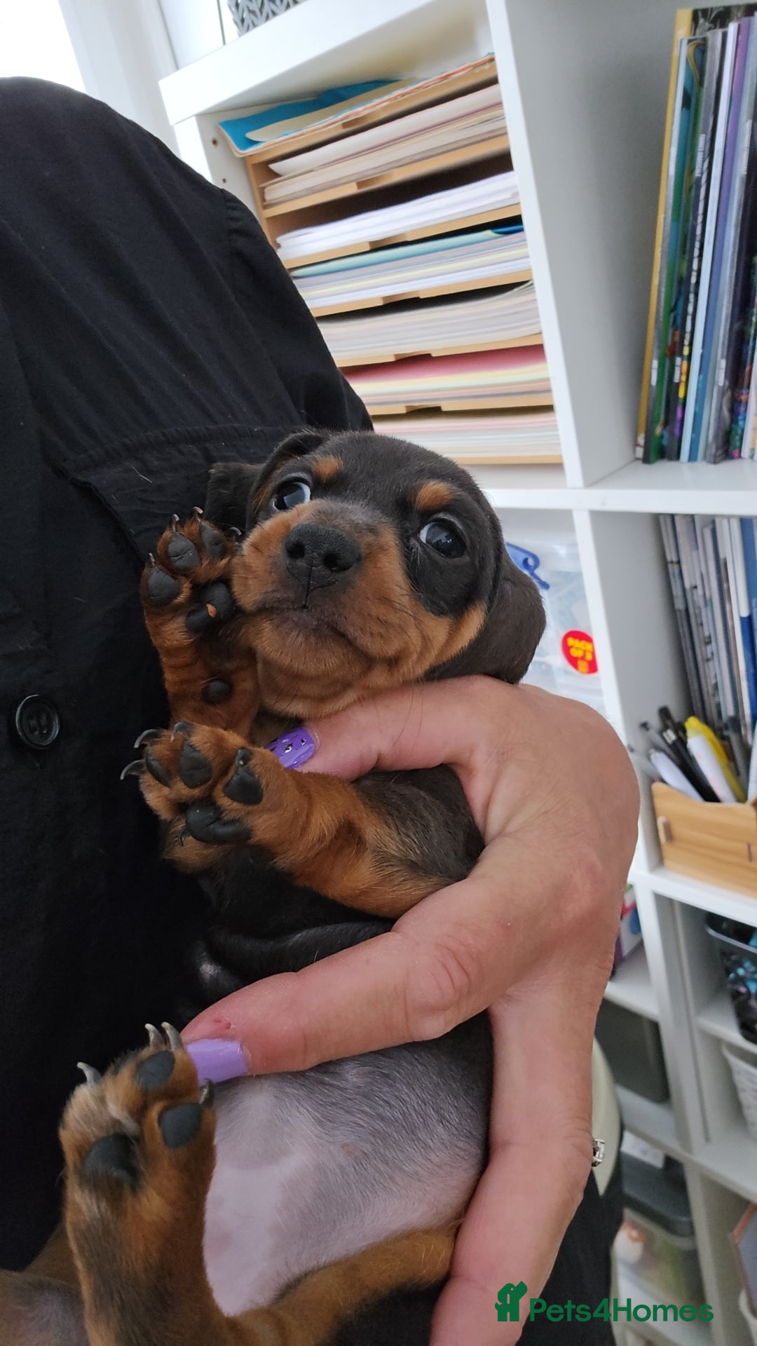 Miniature Dachshund dogs for sale: Stunning smooth haired babies - Image 2