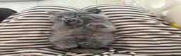 American Shorthair cats for sale: £400 each Last 2 boy British short hair kittens  - Advert 15
