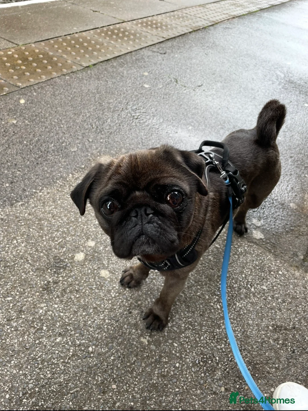 Pug dogs for stud: Beautiful KC Platinum Pug Stud - Advert 4