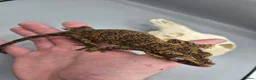 Gecko reptiles for sale: Proven breeder Orange blotch gargoyle gecko  - Advert 10