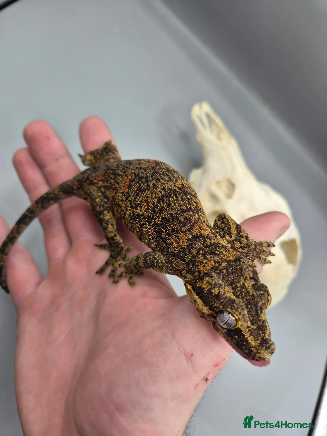Gecko reptiles for sale: Proven breeder Orange blotch gargoyle gecko  - Advert 10