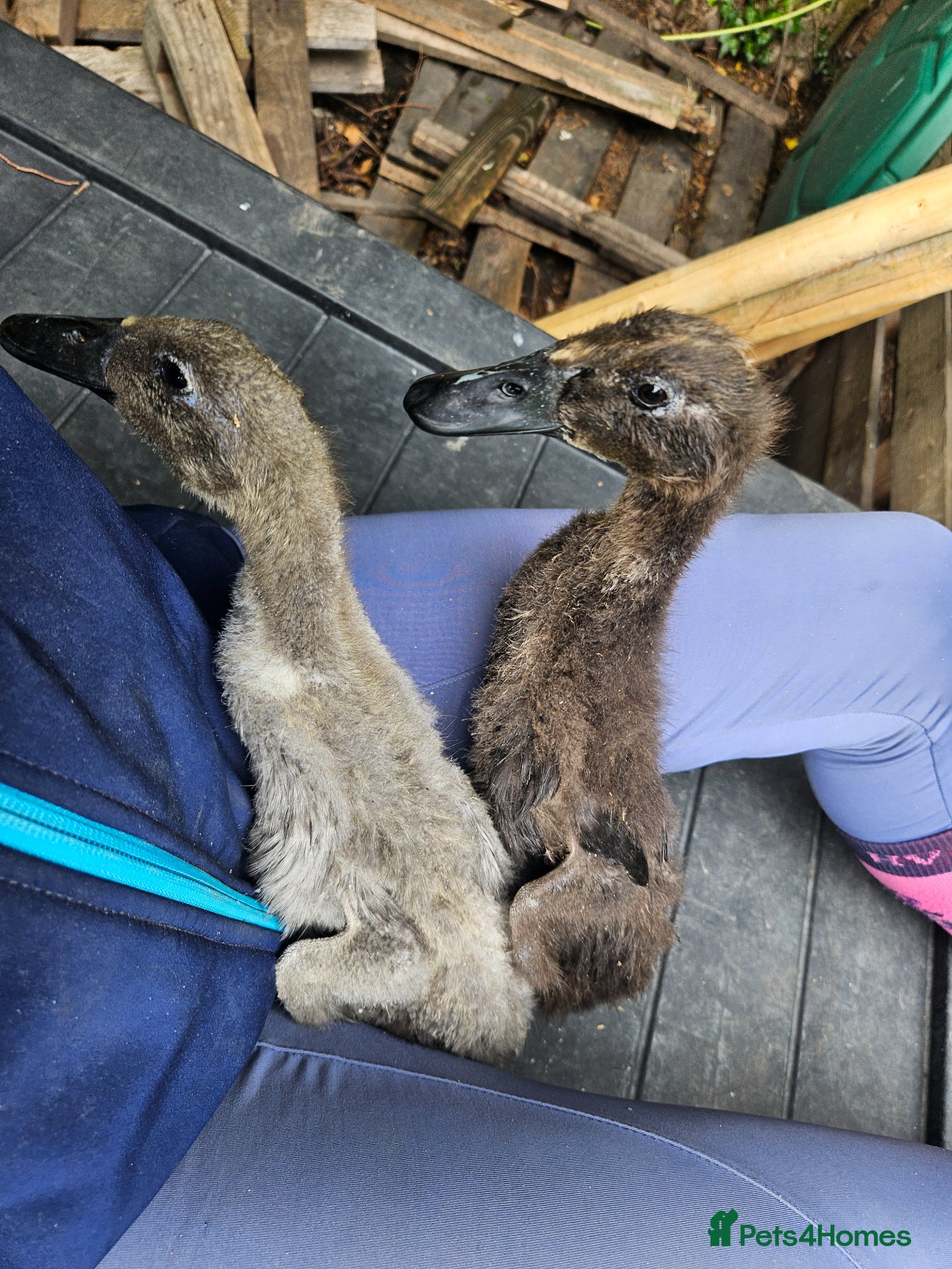 Ducks poultry for sale: Indian runner duck females in Abingdon - Advert 2