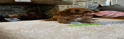 Cavapoo dogs for sale: Gorgeous Red F1 Cavapoo puppies  - Advert 10