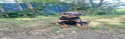 Rottweiler dogs for sale: Last Boy Rottweiler Puppy For Sale - Advert 6
