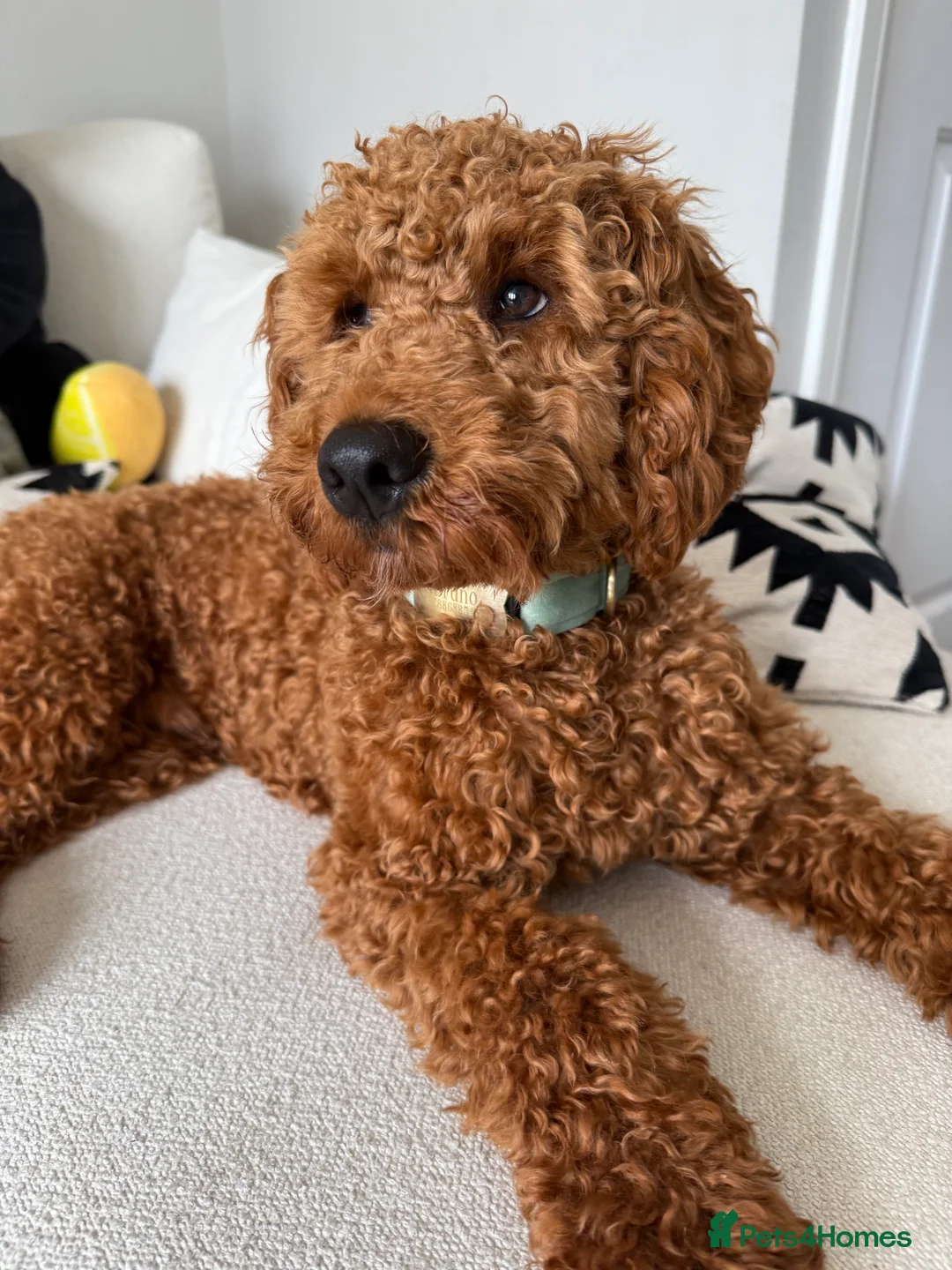 Cockapoo dogs for sale: Golden Cockapoo - Advert 6