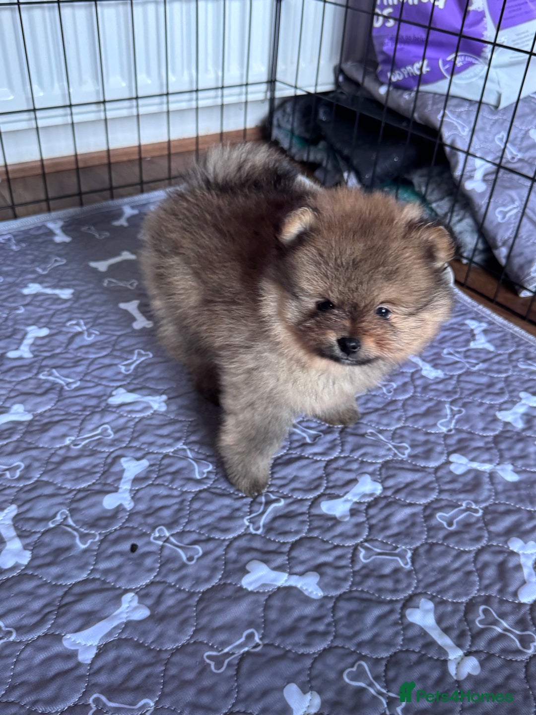 Pomeranian dogs for sale: 🏆 KC HEALTH TESTED POMERANIAN PUPPIES 🏆  - Image 18