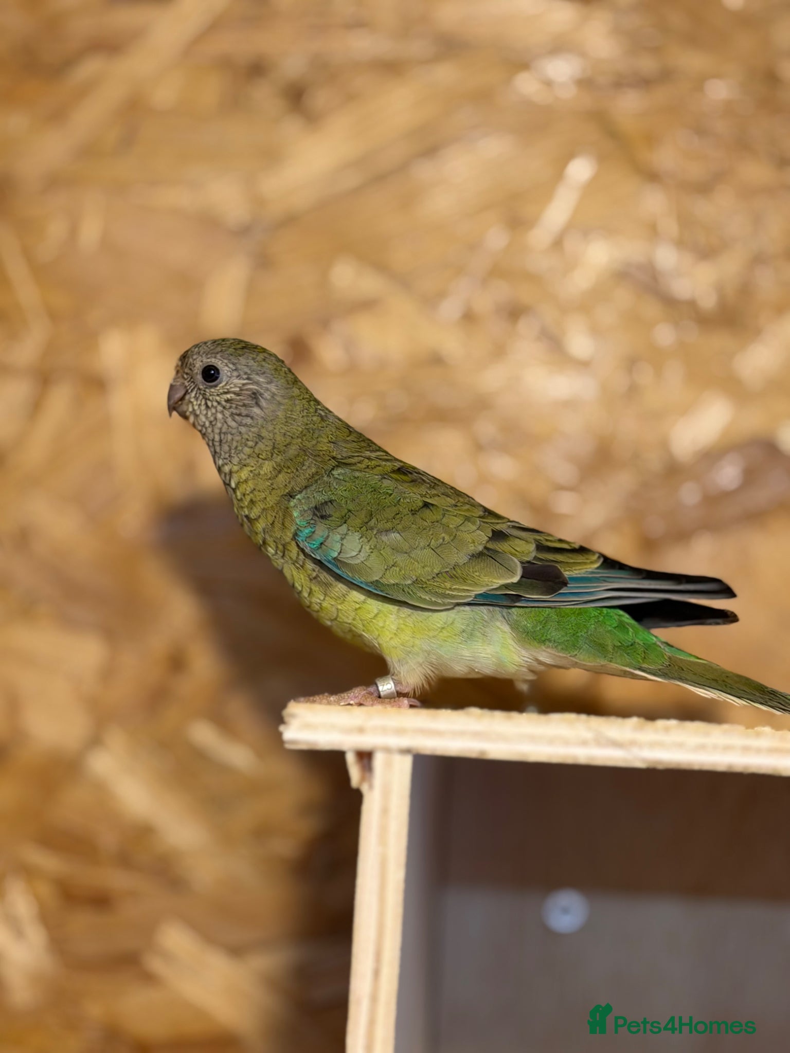 Parrots birds for sale: 2 pairs of redrumps for sale  in Wellingborough - Advert 3