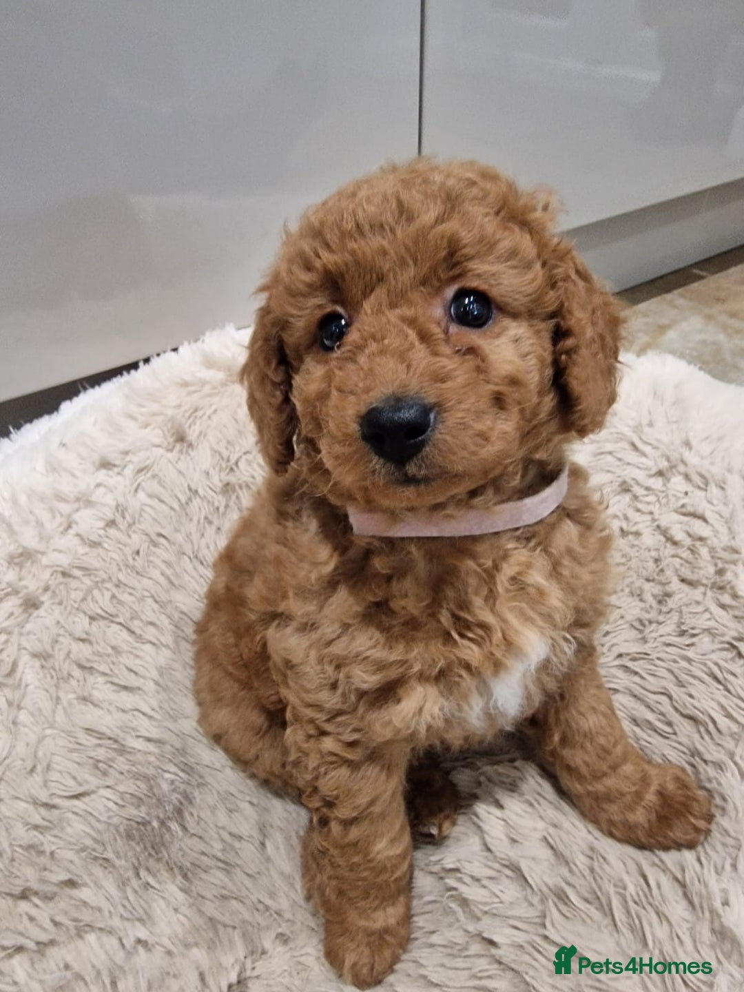 Cockapoo dogs for sale: 3 Gorgeous Apricot Cockapoo Puppies  - Advert 12