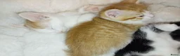 Mixed Breed cats for sale: Kittens for sale  in Airdrie - Advert 13