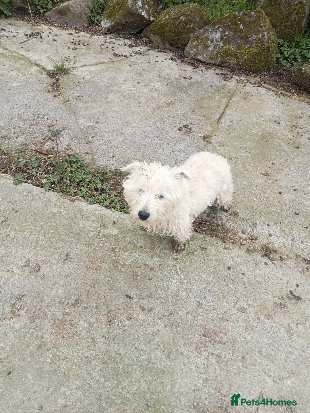 West Highland Terrier dogs for sale: West Highland Terrier Pups - Image 4
