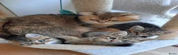 Mixed Breed cats for sale: MIxed breed tabby kittens from Golden BSH mom - Advert 6