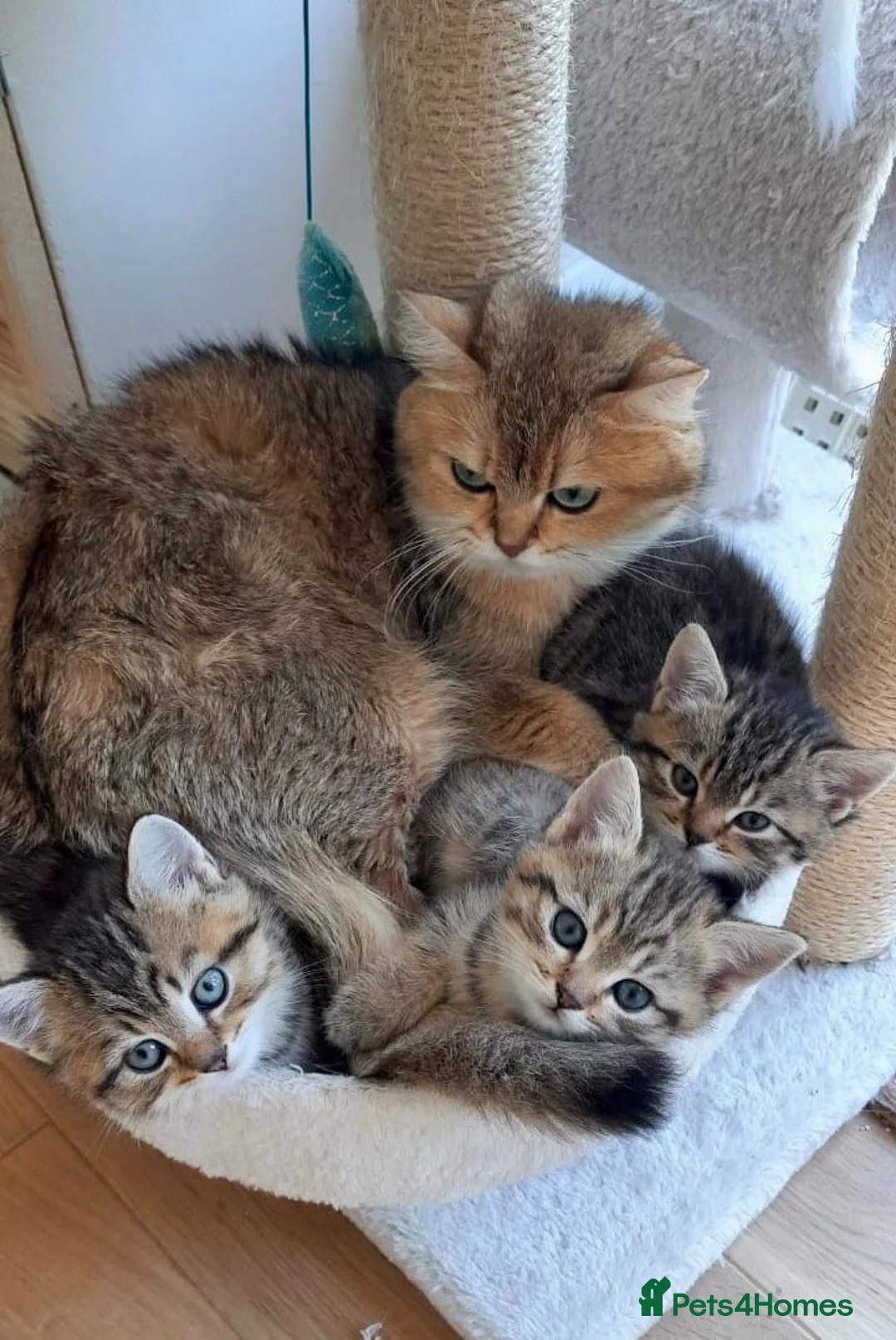 Mixed Breed cats for sale: MIxed breed tabby kittens from Golden BSH mom - Advert 6