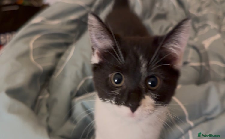 Mixed Breed cats - Advert 2