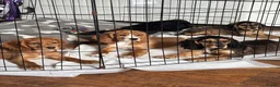 Cocker Spaniel dogs for sale: Cocker spaniel puppies  in Atherstone - Advert 1