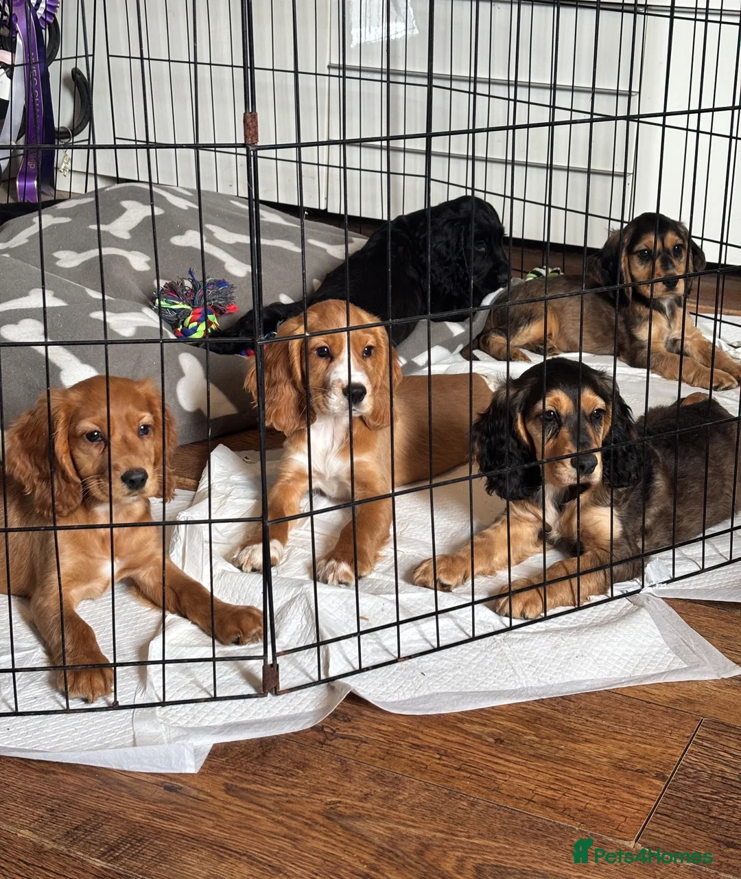 Cocker Spaniel dogs for sale: Cocker spaniel puppies  in Atherstone - Advert 1