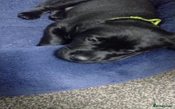 Labrador Retriever dogs for sale: Superb Active Family Dogs - Image 10
