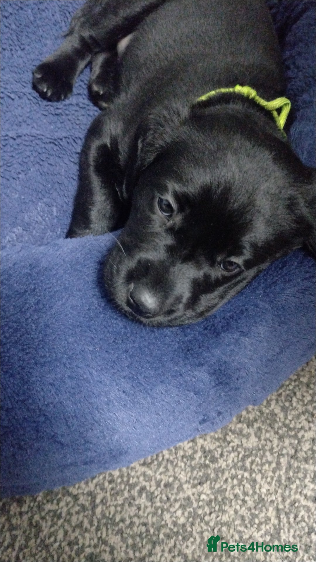 Labrador Retriever dogs for sale: Superb Active Family Dogs - Image 10
