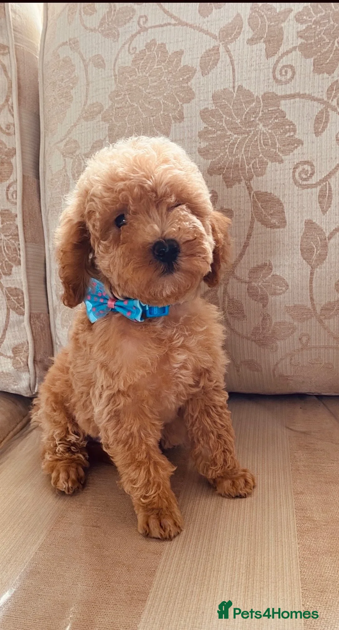 Toy Poodle dogs for sale: TOY POODLE GIRLS AND BOYS READ NOW  - Advert 2