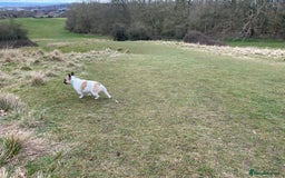 French Bulldog dogs for sale: Perfect sweet boy looking for new home  - Image 13