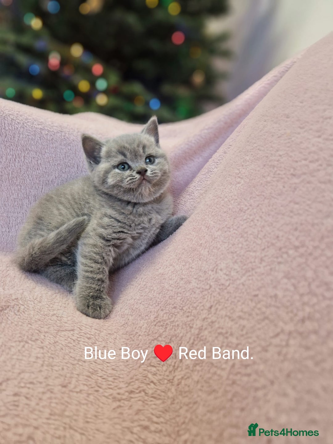 British Shorthair cats for sale: All Reserved Now. - Advert 7