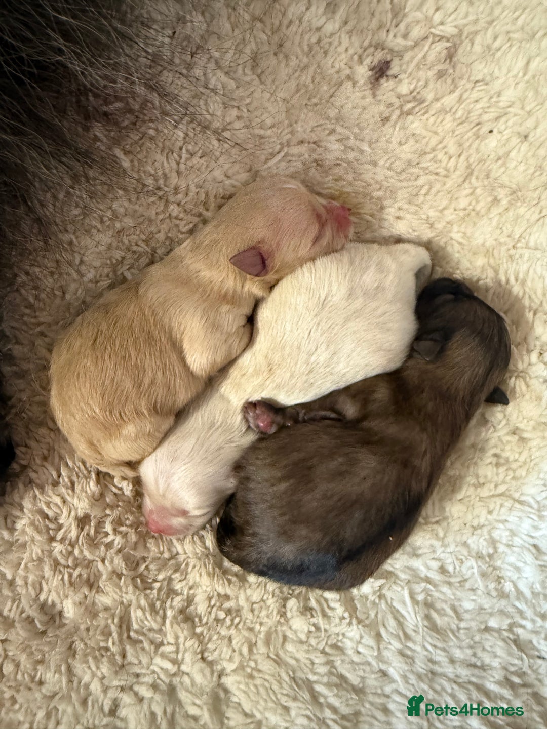 Pomeranian dogs for sale: 3 beautiful  **  teddy face Pomeranian puppies  - Advert 12