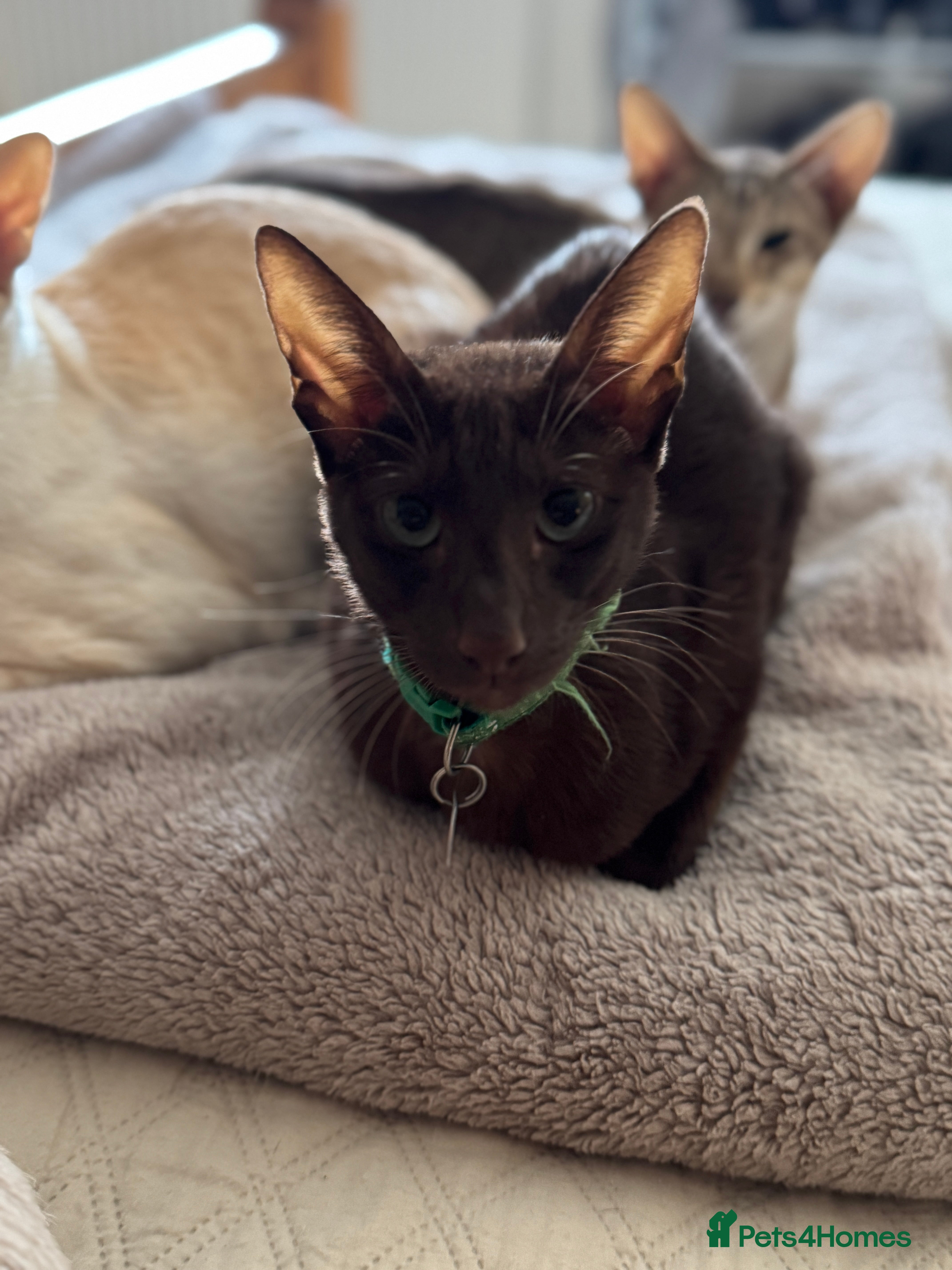 Mixed Breed cats 4 kittens for sale - Advert 7