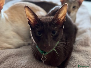 Mixed Breed cats 4 kittens for sale - Advert 1