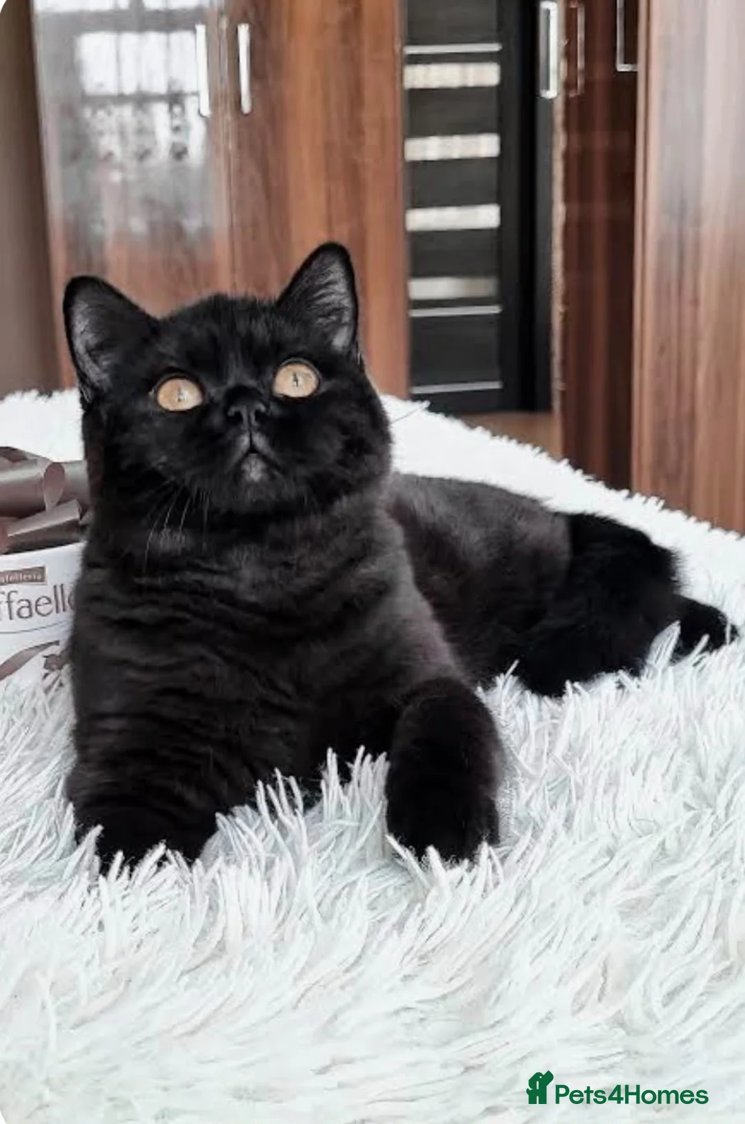 British Shorthair cats for sale: Black British shorthair kitten female  - Advert 2