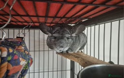 Chinchilla rodents for sale: Chinchilla for rehoming - Image 3