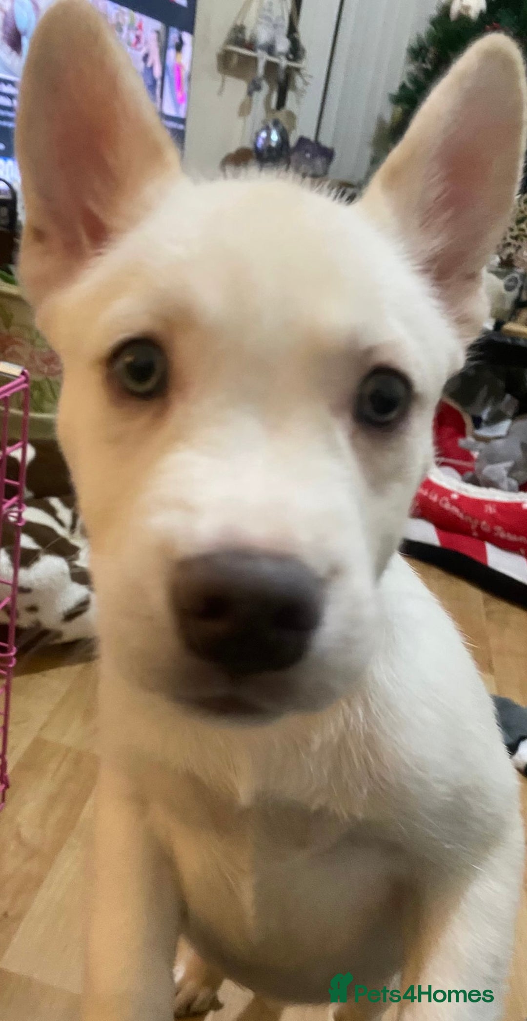 Mixed Breed dogs for sale: French bulsky female for sale  - Advert 2