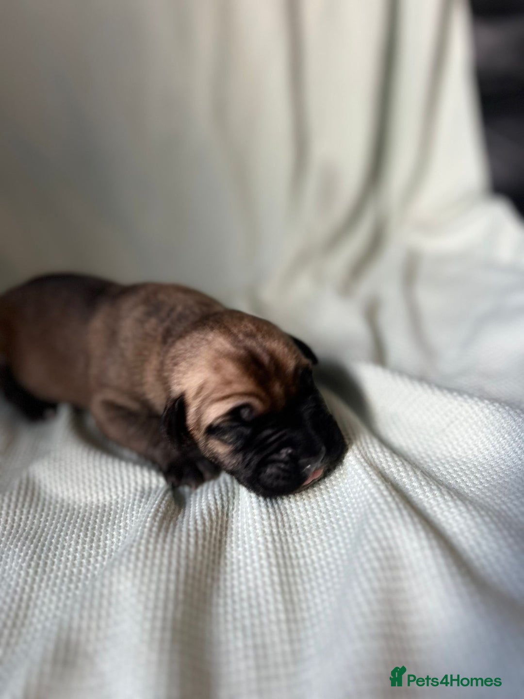 Cane Corso dogs for sale: Cane corso puppies  - Image 15