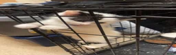 Mixed Breed cats for sale: Male  - Advert 4