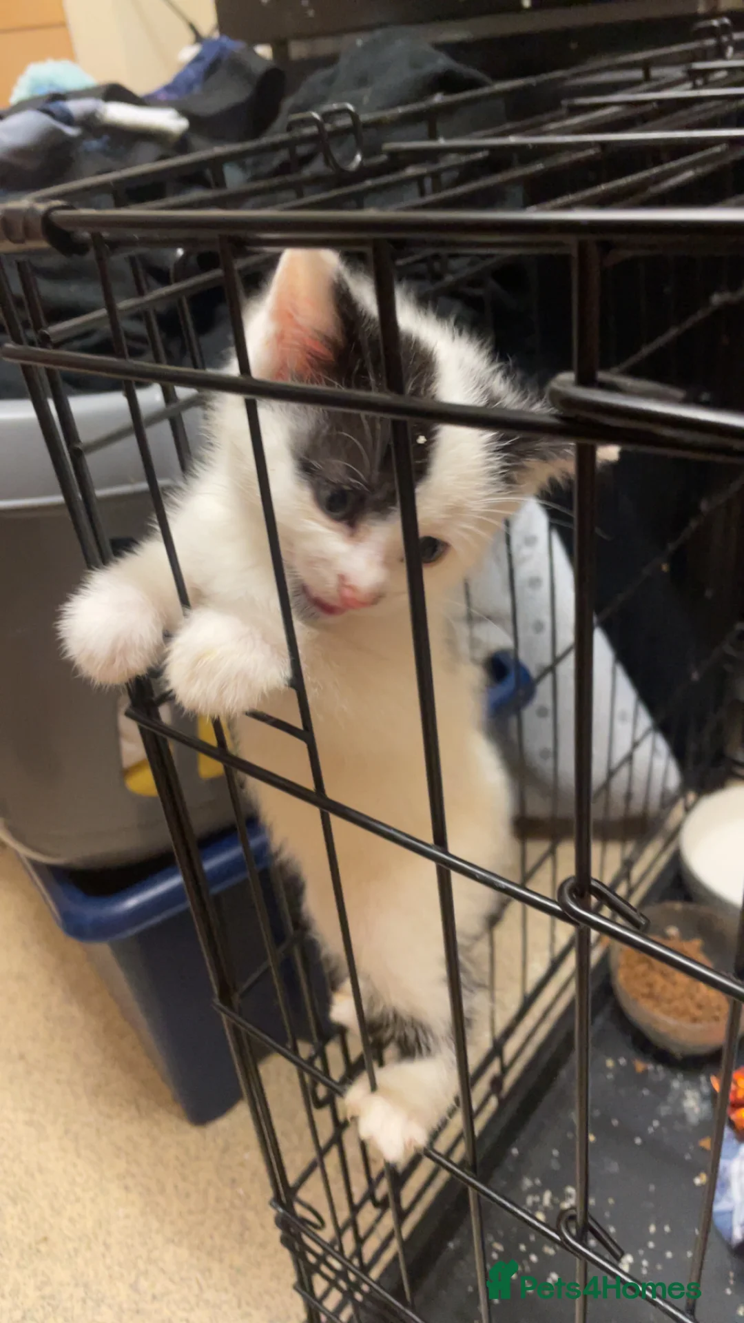 Mixed Breed cats for sale: Male  - Advert 4
