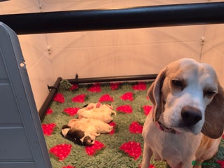 Beagle dogs - Advert 2