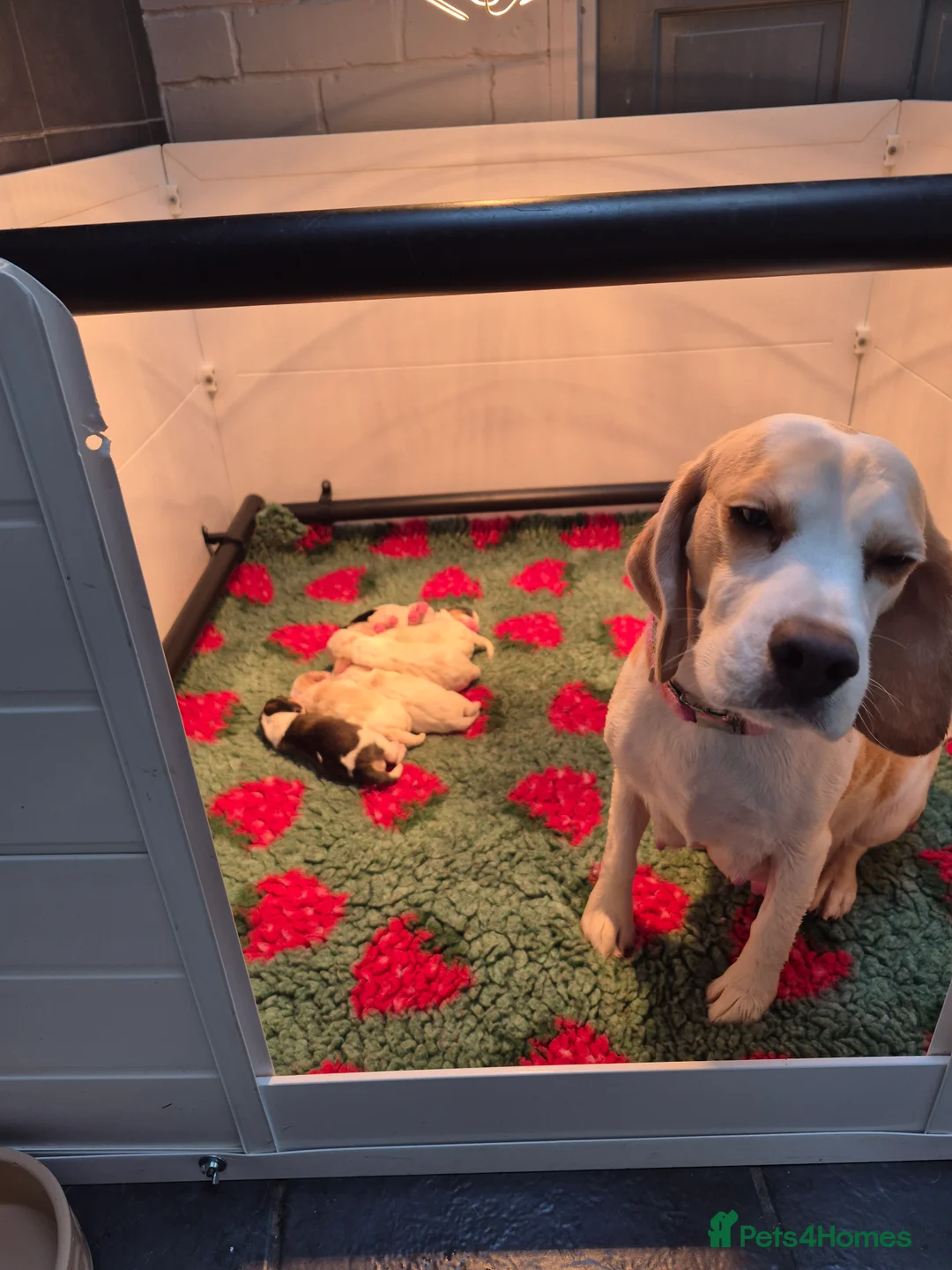 Beagle dogs for sale:  KC REGISTERED BEAGLE PUPPIES  - Advert 1